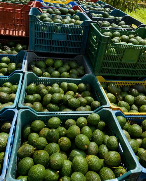 Fresh Premium Avocado