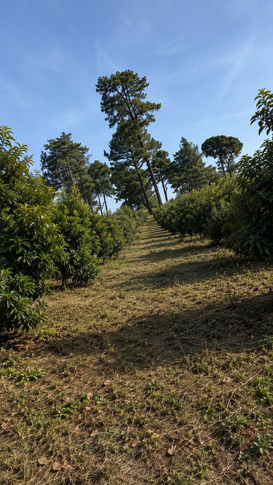 Fresh Premium Avocado