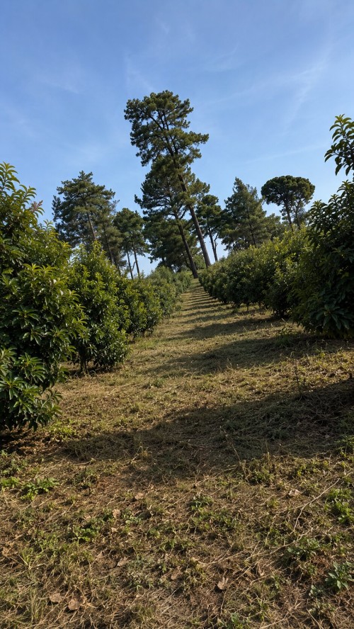 Fresh Premium Avocado