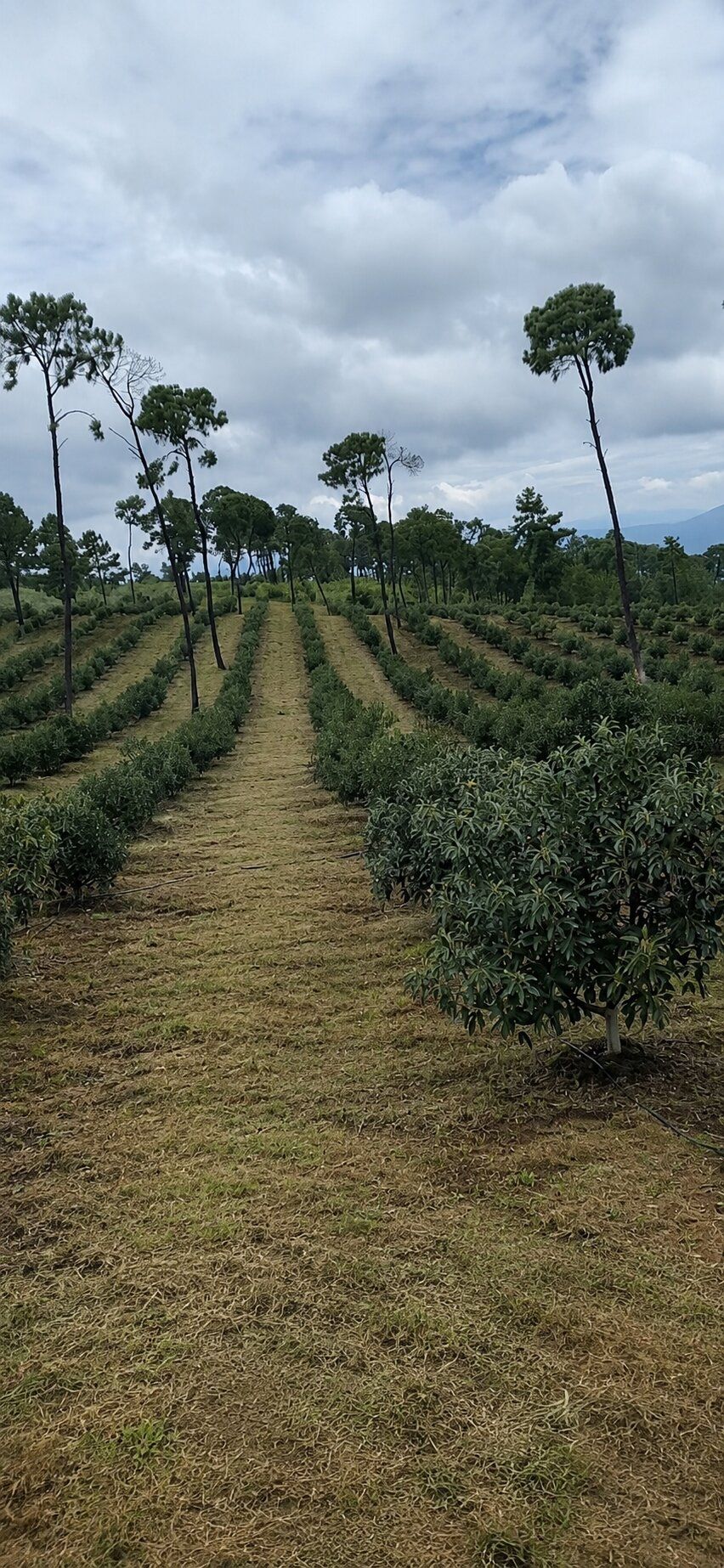 Fresh Premium Avocado
